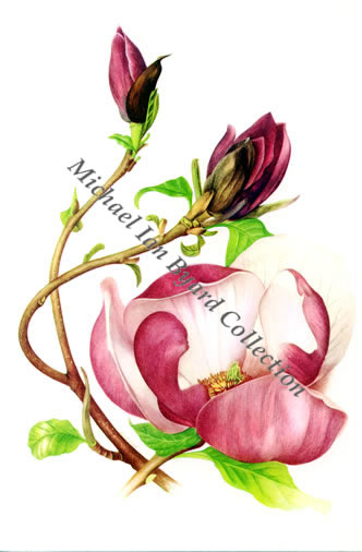 Magnolia X Soulangiana